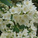 Deutzia longifolia 'Veitchii' P1B (2)